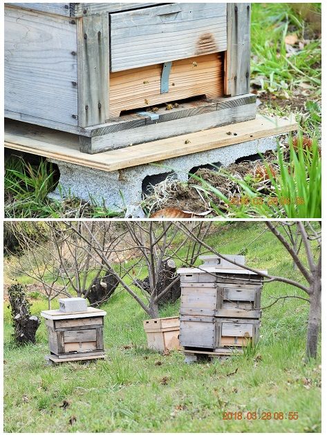 何でも見られる裏山にミツバチの箱が 暖かくなったので、ミツバチが出入り口を行き来