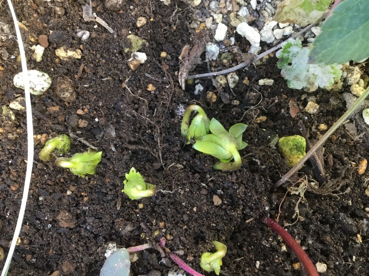 黄花のセツブンソウの蕾です。  節分の頃には毎年咲きます。