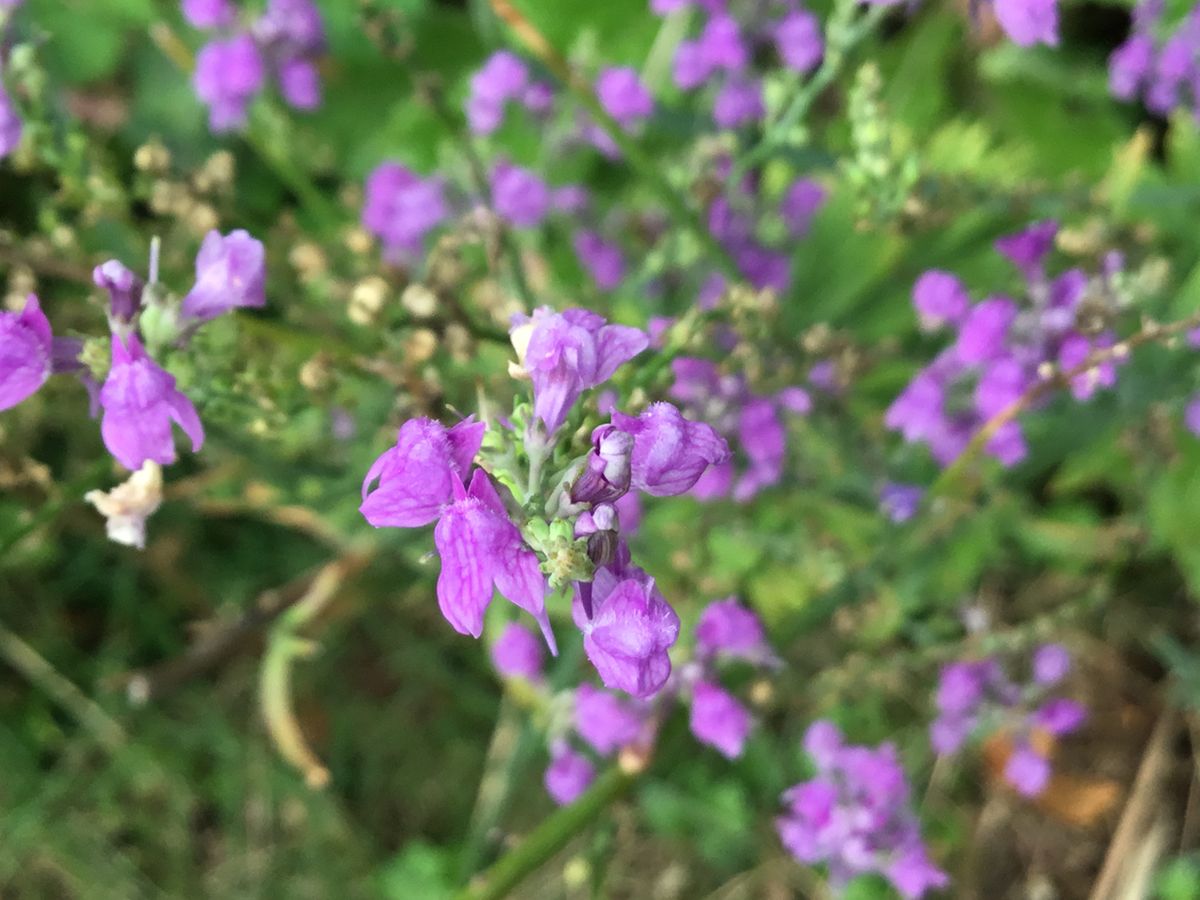 宿根リナリア まだ咲きます✨