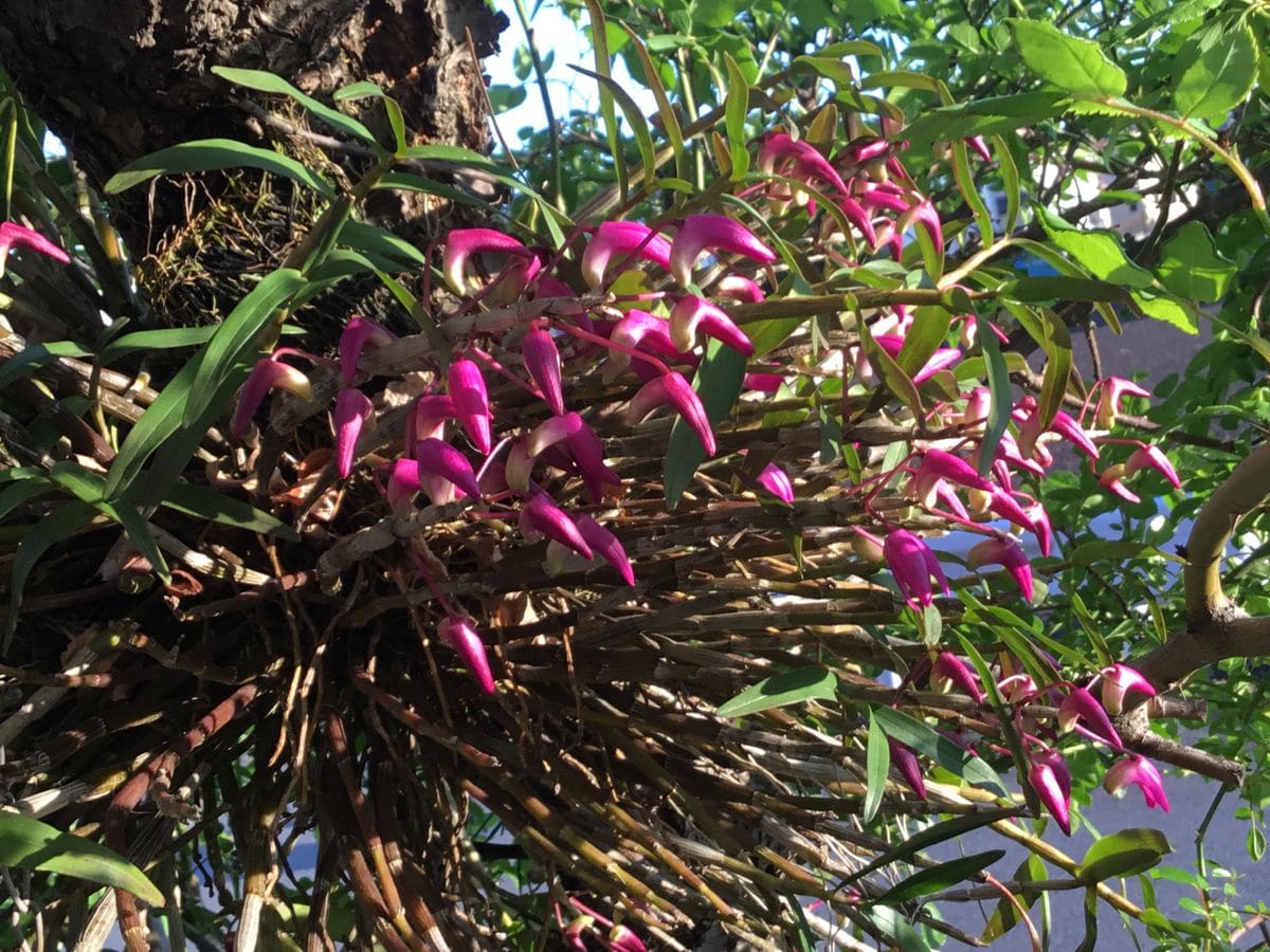 セッコク 雷山の蕾です。  梅の木(オモイノママ)に着生させています