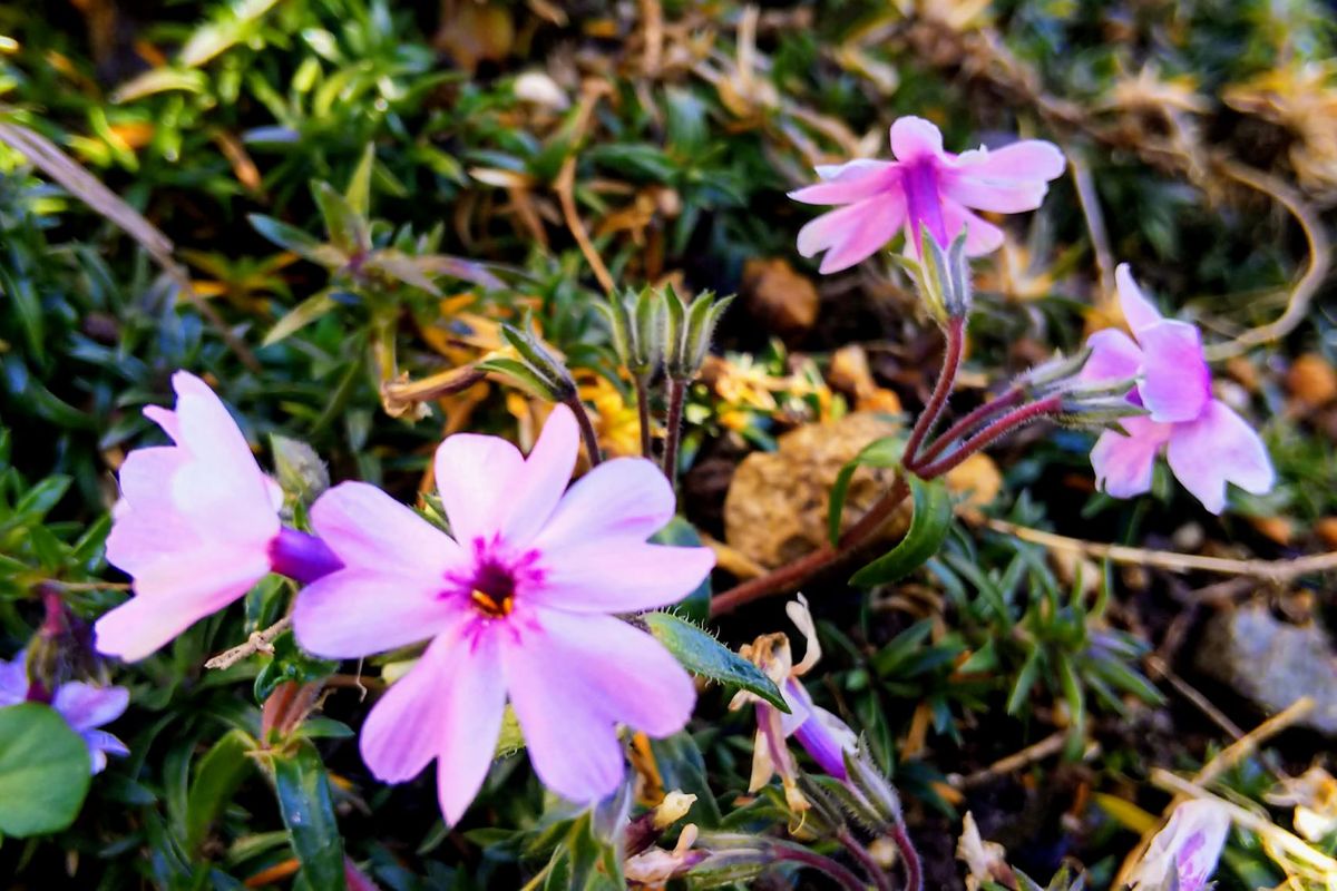 シバザクラ（芝桜）の写真 by お庭でティータイム 季節をまちがえて 芝桜の花がちら～