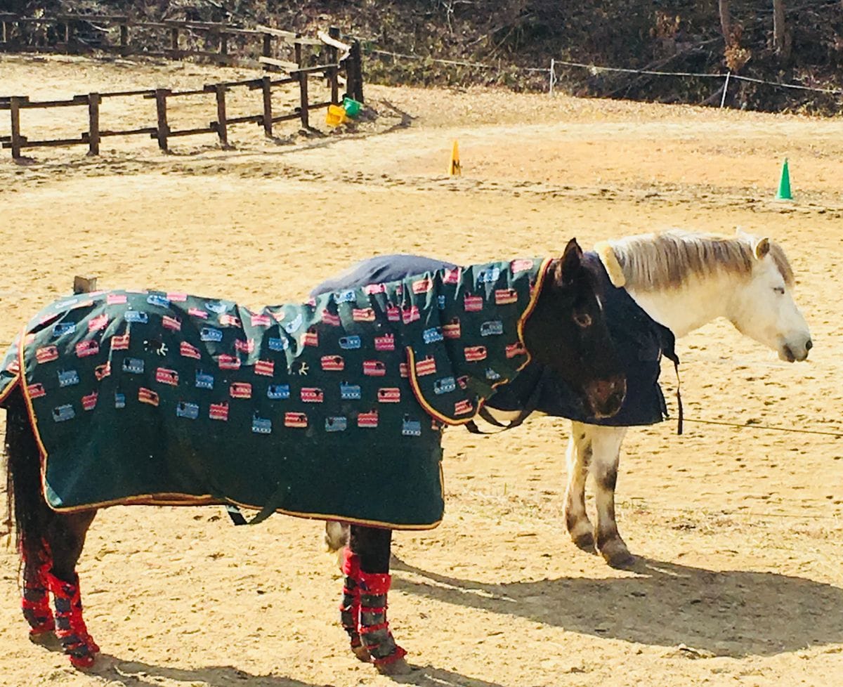 実家近くの自然歩道にいる馬