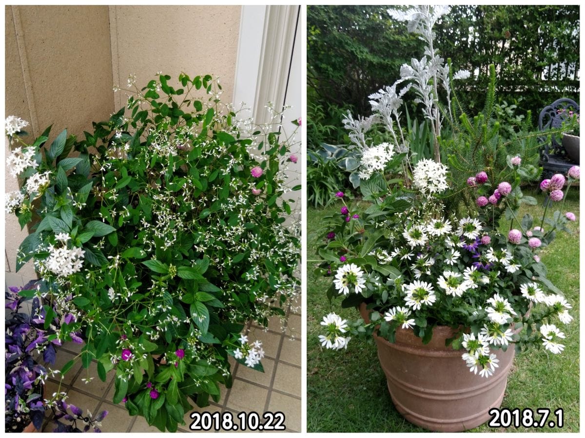 寄せ植えのユーフォルビア・ダイアモンドフロントが大きくなりました。