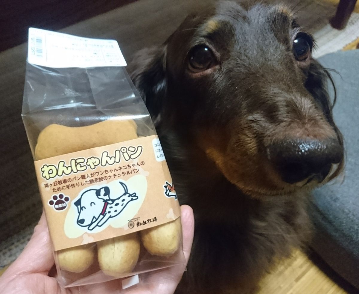 自分にもお土産あるとわかって、目が✨キラキラ✨する🐶天月さん！