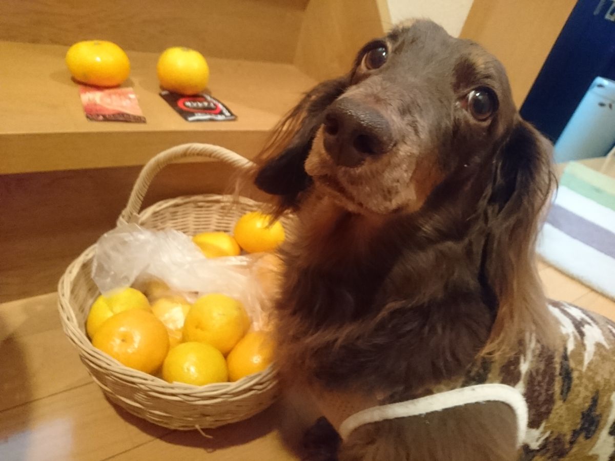 朝食が終わると、廊下へ猛ダッシュ🏃💨 🐶天月さんの大好物！🍊の季節がやって来ました⤴️ 