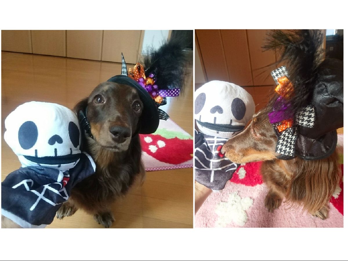 🎃ハロウィン🎃その３  ご機嫌でモデルになっていた🐶天月さん！気付かれないように、💀ス