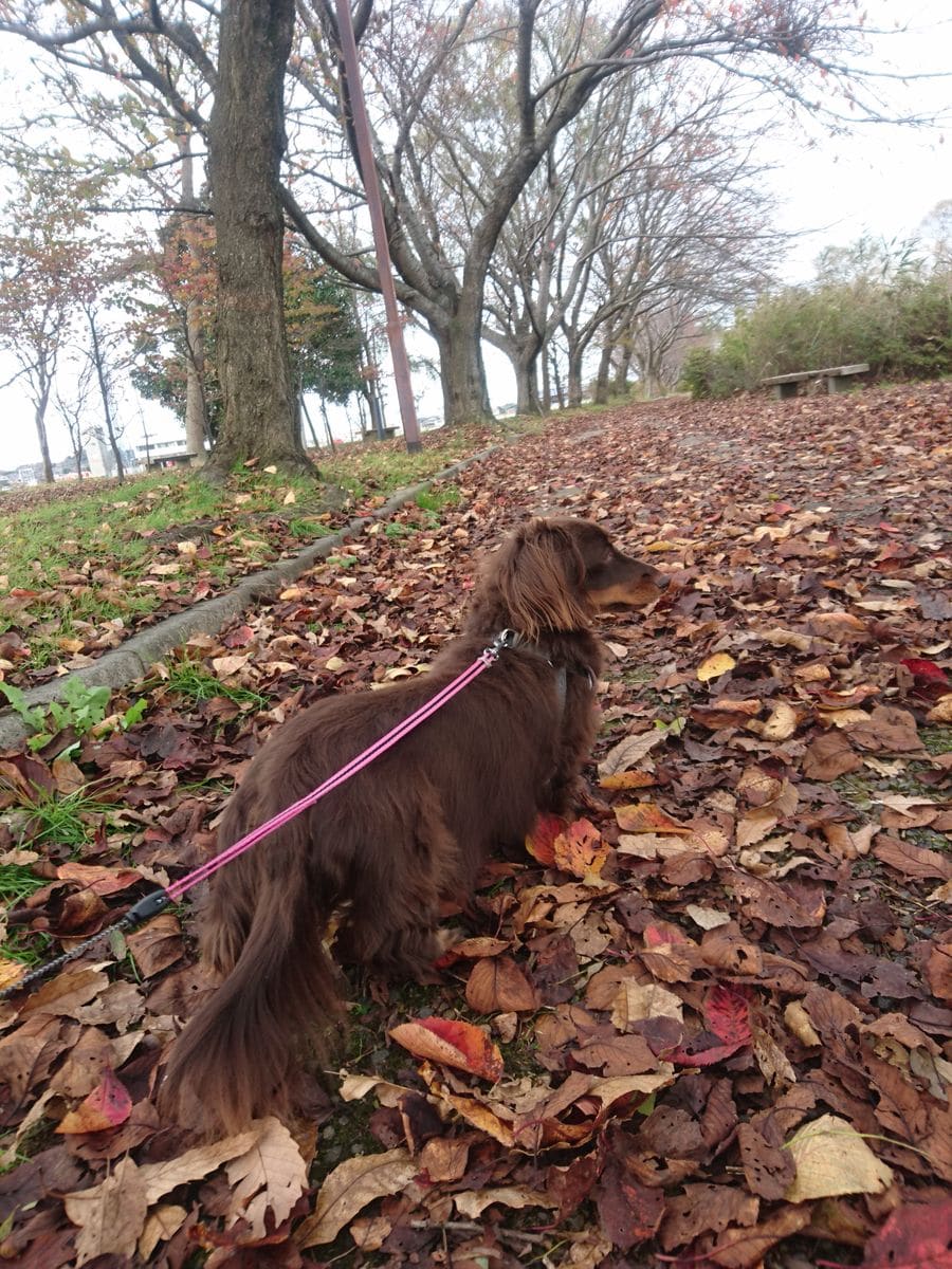 久しぶりの公園散歩✨道は枯れ葉で覆われて…なるべく カサカサ音のする所は避けたい🐶天