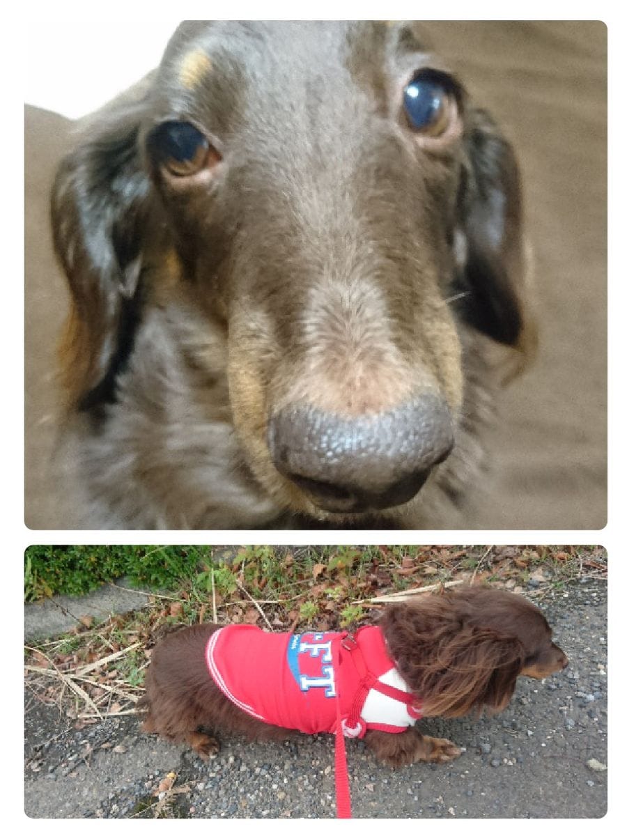 昨日から、起床と就寝の時間はパパに抱っこしてもらい、移動する事になった🐶天月さん