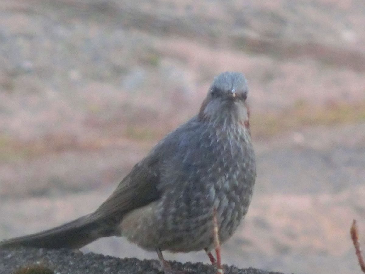 夕暮れに来たのね…(^^♪ ミカン美味しかった…(・・?