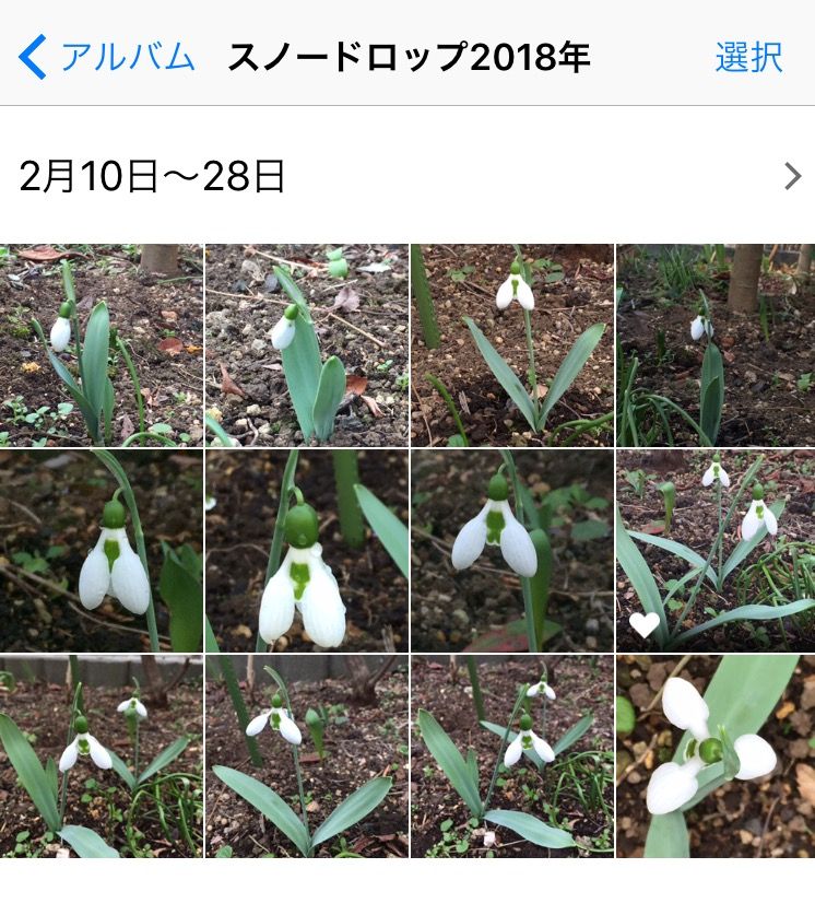 第1、2枚🌻2月10日撮影 第3、4枚🎄2月20日撮影 他の写真は昨日と今日(2月28日)撮影