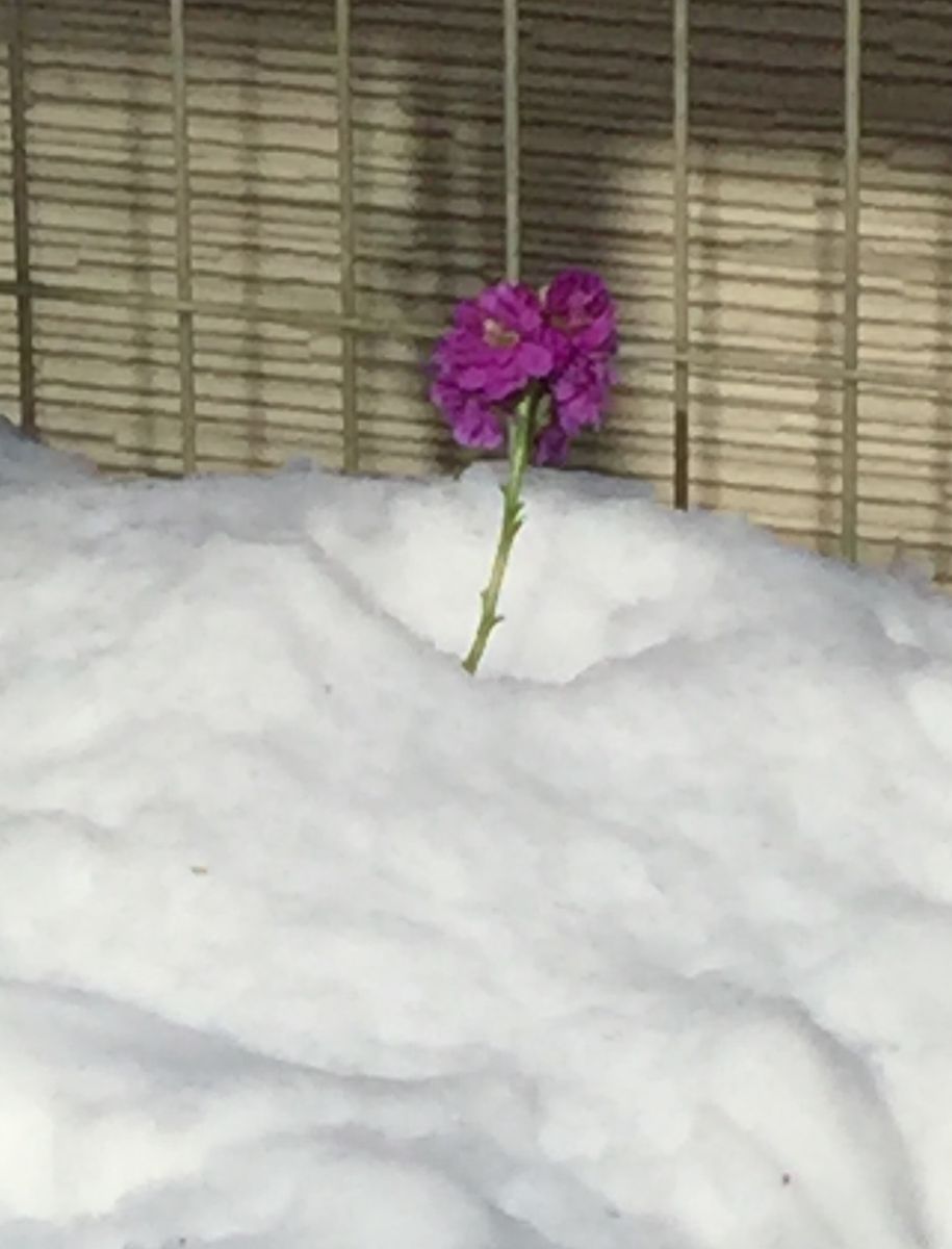 雪の下に花があります🌸1月23日撮影