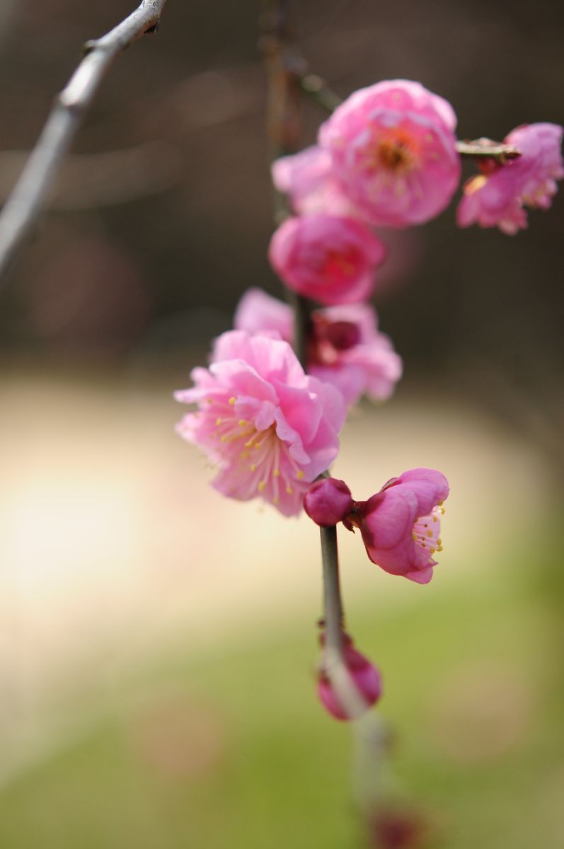 梅（八重千鳥）