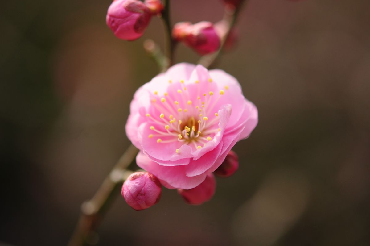 八重寒紅（野梅系・野梅性・八重咲き・中輪・極早咲き）