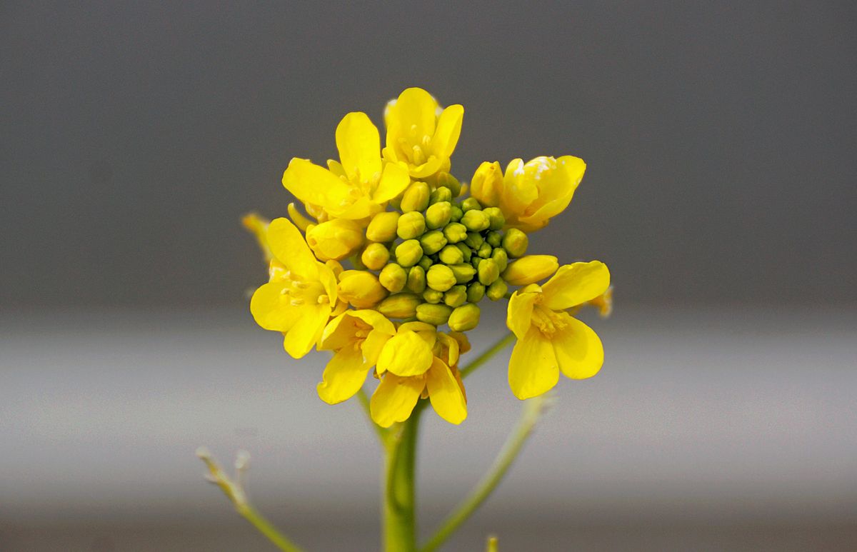 ナノハナ（菜の花） 別 名：アブラナ（油菜） アブラナ科アブラナ属 田んぼのあぜ道で