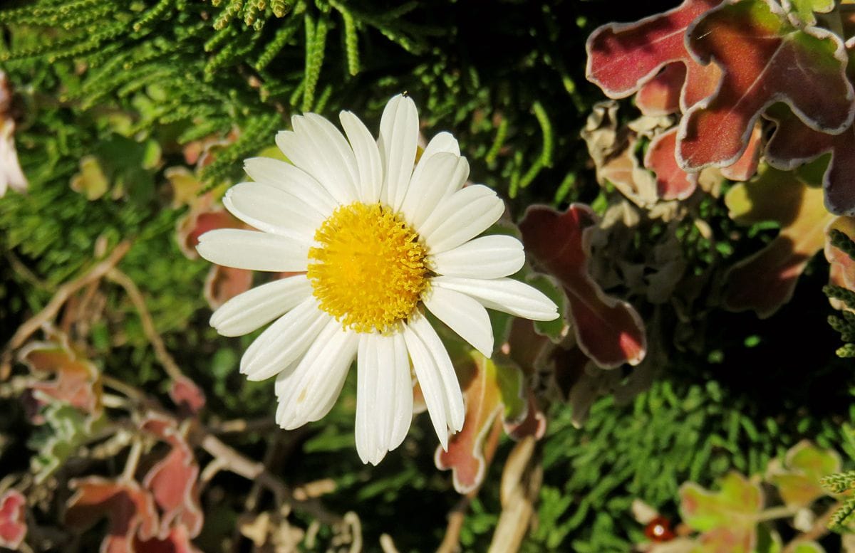 ハナイソギク（花磯菊） キク科キク科 陽を浴びて輝く、白い花びらです！！ 撮 影：御