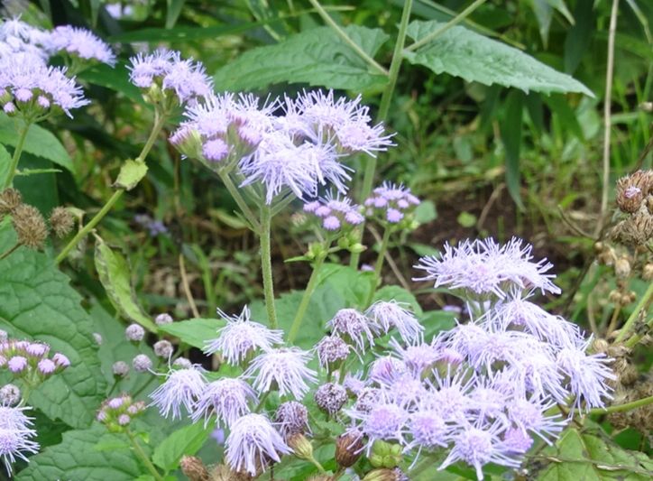 ユーパトリウム 和名はセイヨウフジバカマ 秋の七草の藤袴は絶滅危惧種ですが こちら