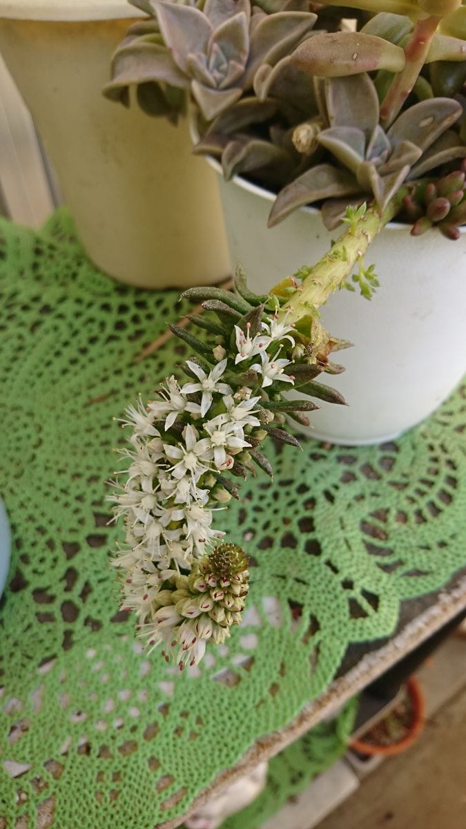 花が咲きました🎵