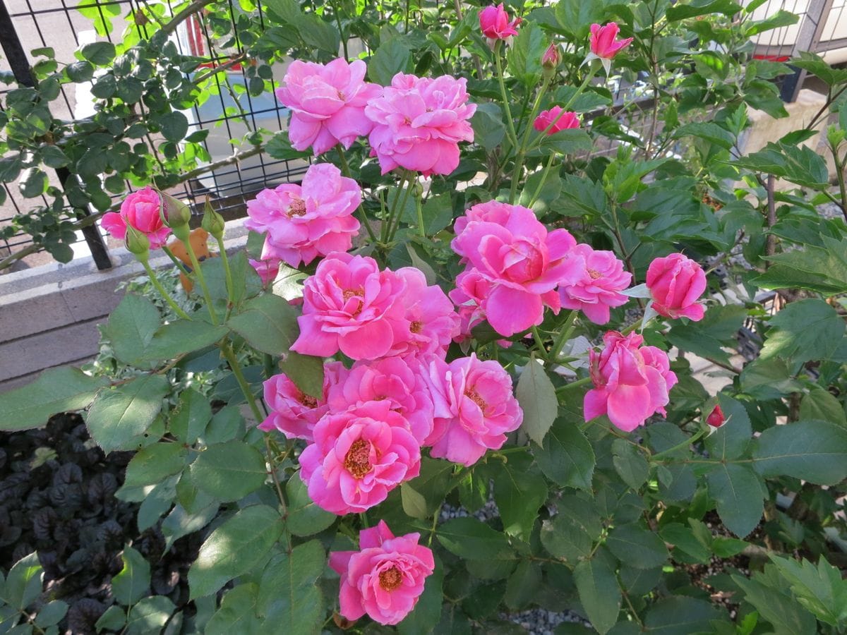 プリンセスチチブが大量開花。 カタログとだいぶ違う小さな花、グラデーションの花色