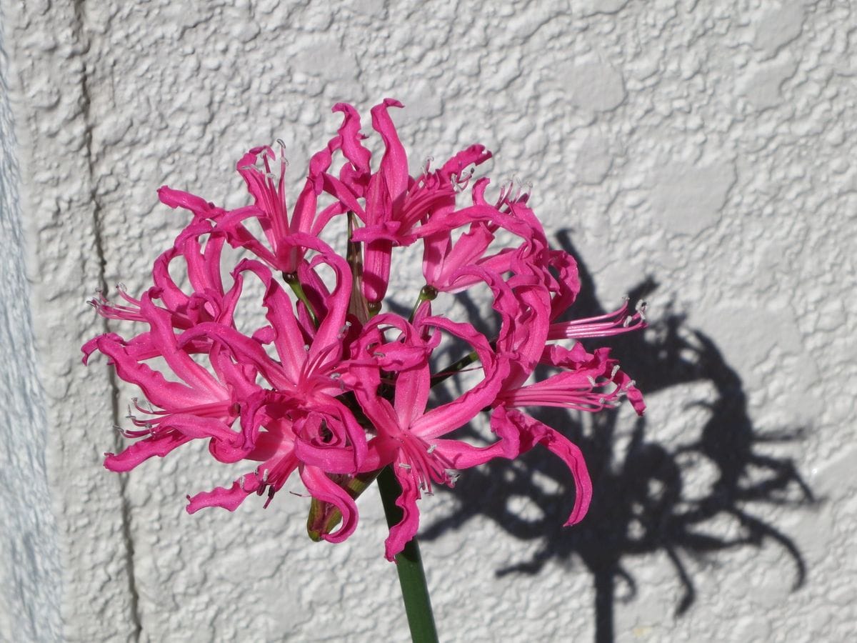 路地植えのネリネが咲きました。 花つきの球根をお隣からいただきました。 子株が少し