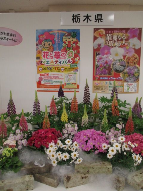 ｢第67回関東東海花の展覧会｣より栃木県展示。 2.3撮影。