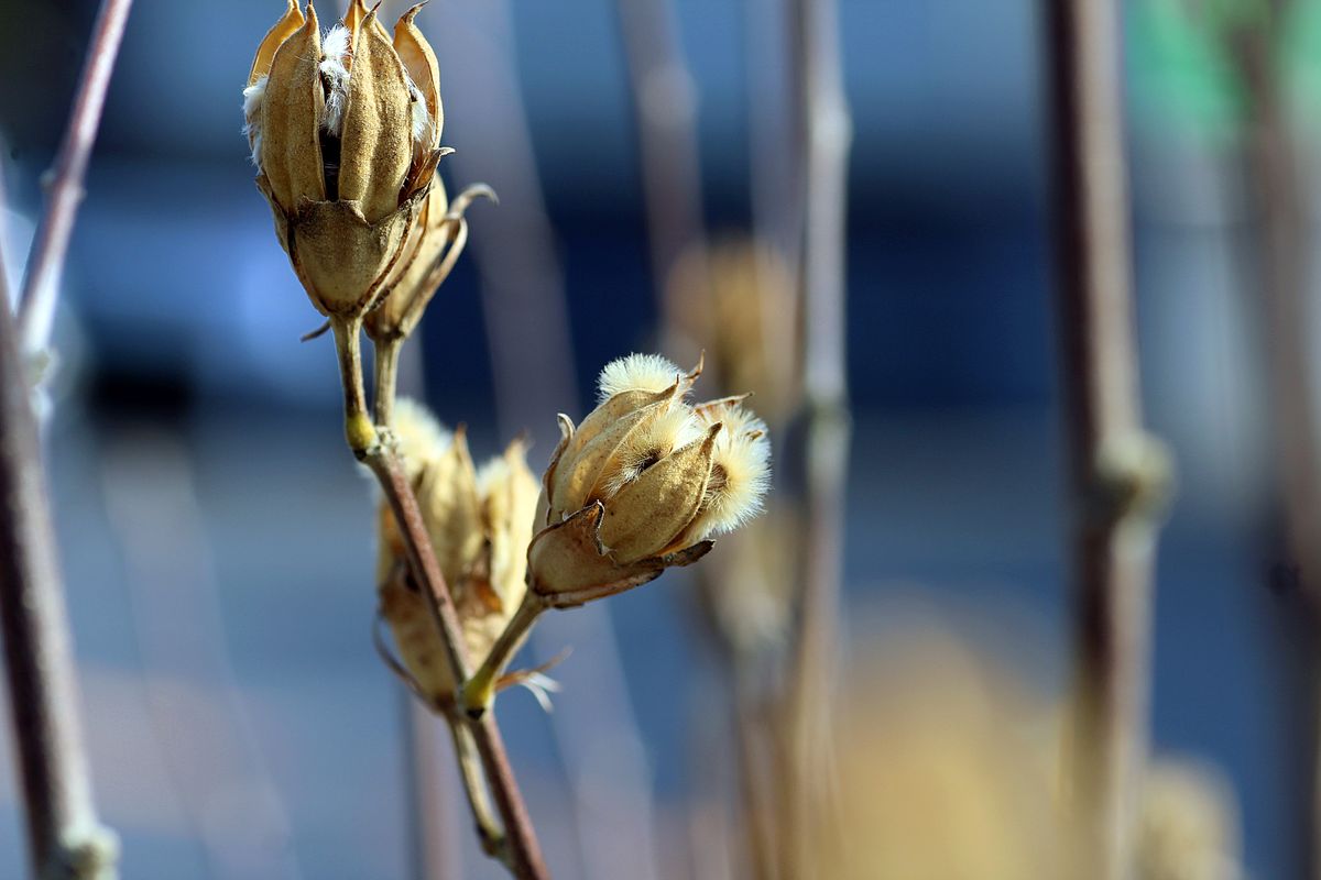 花後の姿！ これは芙蓉とはちょっと違うかな。 毛むくじゃらの種が大きい感じするでし