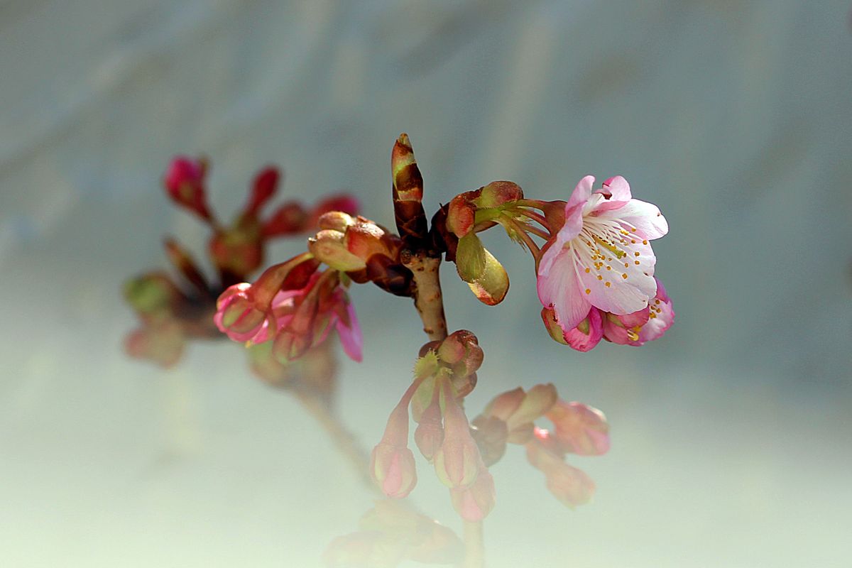 麗しのチェリー・ブロッサム！  カワヅザクラ 河津桜（バラ科サクラ属） 撮影地：市内