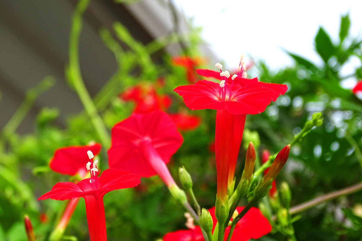 花の名前はどうにも面倒だ。 何が、どう体を表わしているのか理解に苦しむものが多い