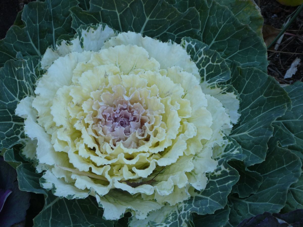 葉ボタンの花言葉は 物事に動じない！