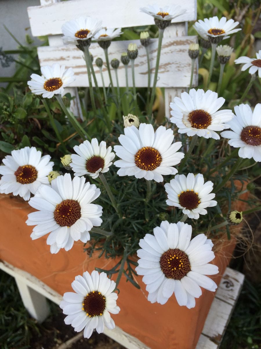 ローダンセマム 真っ白の花びらがとても綺麗です✨