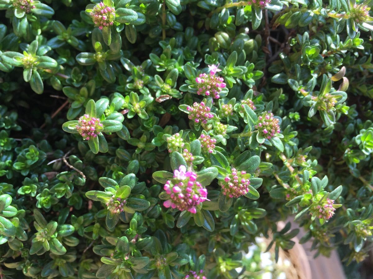 タイムが咲き始めました✨ 蕾が沢山です。