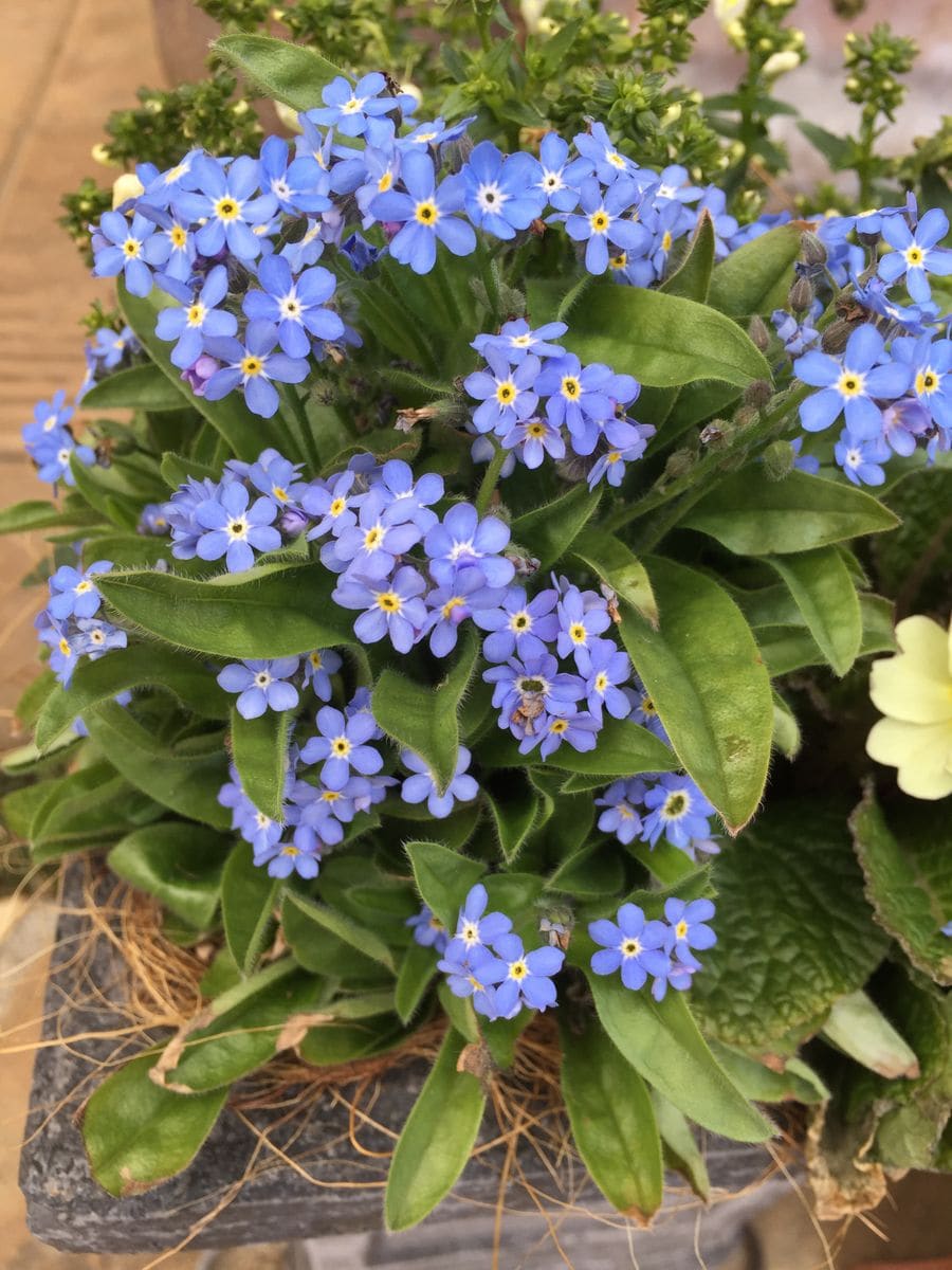 ワスレナグサ 小さなブルーの花が可愛いです♡