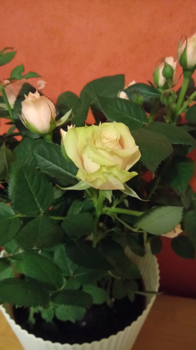 ミニ薔薇  2018年１月23日購入＆撮影