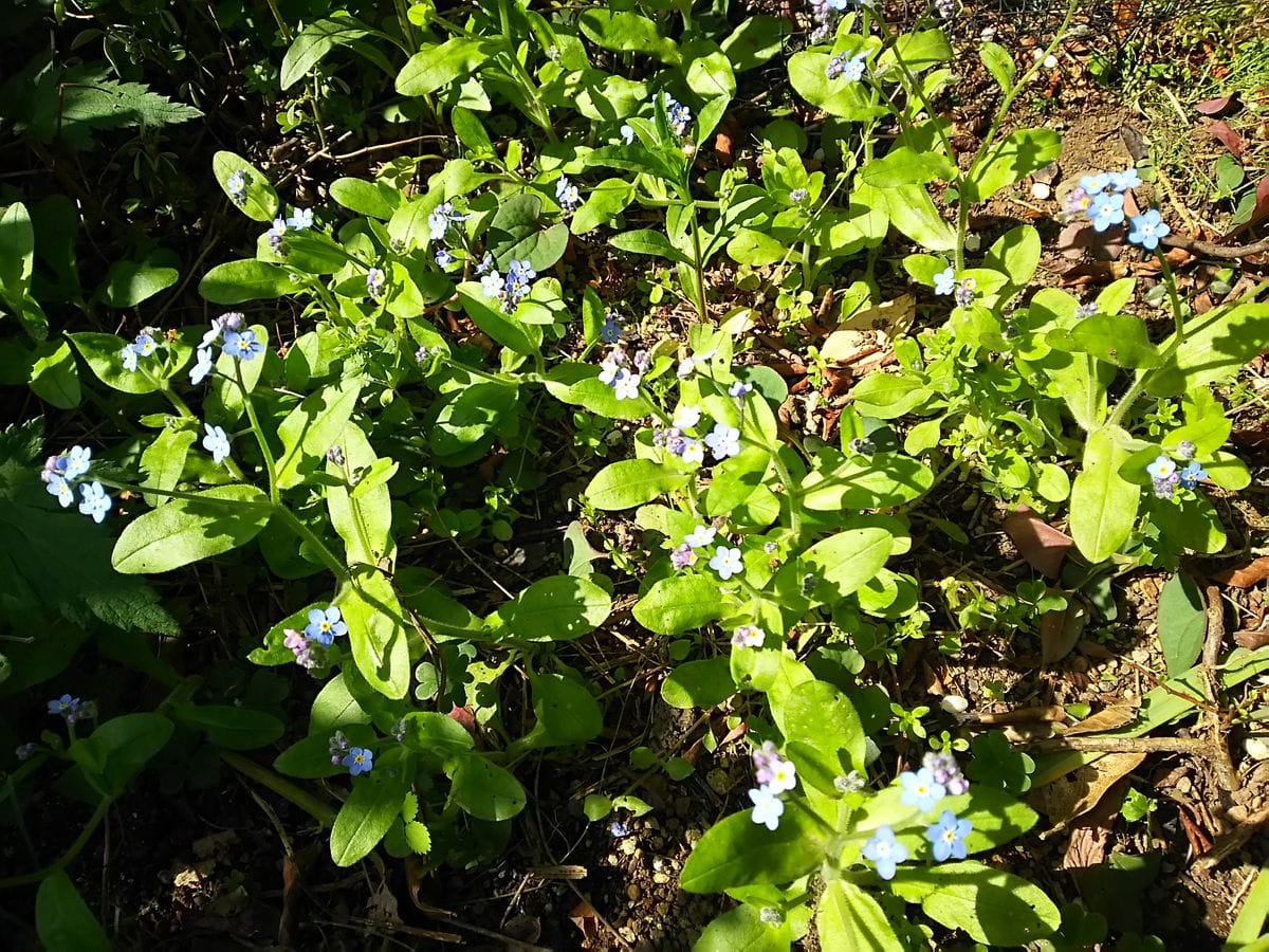 忘れな草❤ 庭にあちこち、こぼれ種❤