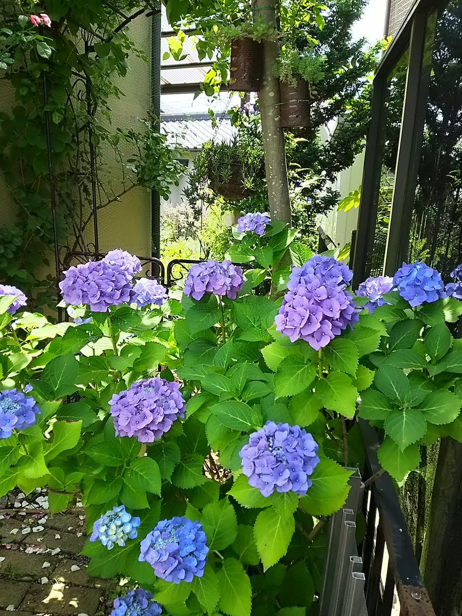 アーチの前に植えたアジサイと、 サビさせてアンティークにした缶に植えた多肉❤