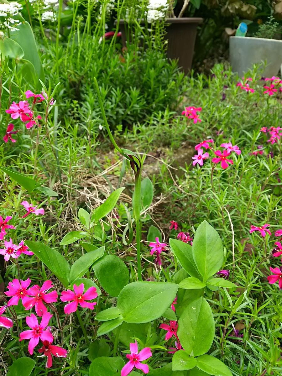 カラスビシャク❗ また今年も生え？ました😄 ２、３年前から突然我が家の庭に出現しまし