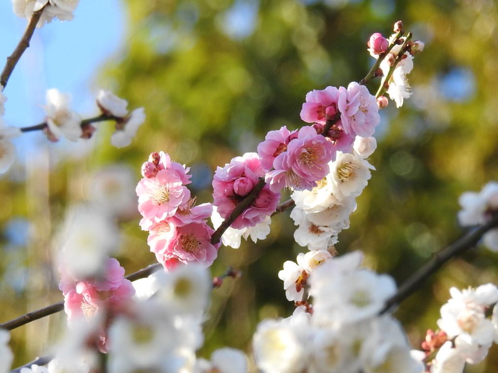 ウメ（花ウメ）の写真 by あけマサ 源平咲きの梅。 白の中にピンクが混じっていました