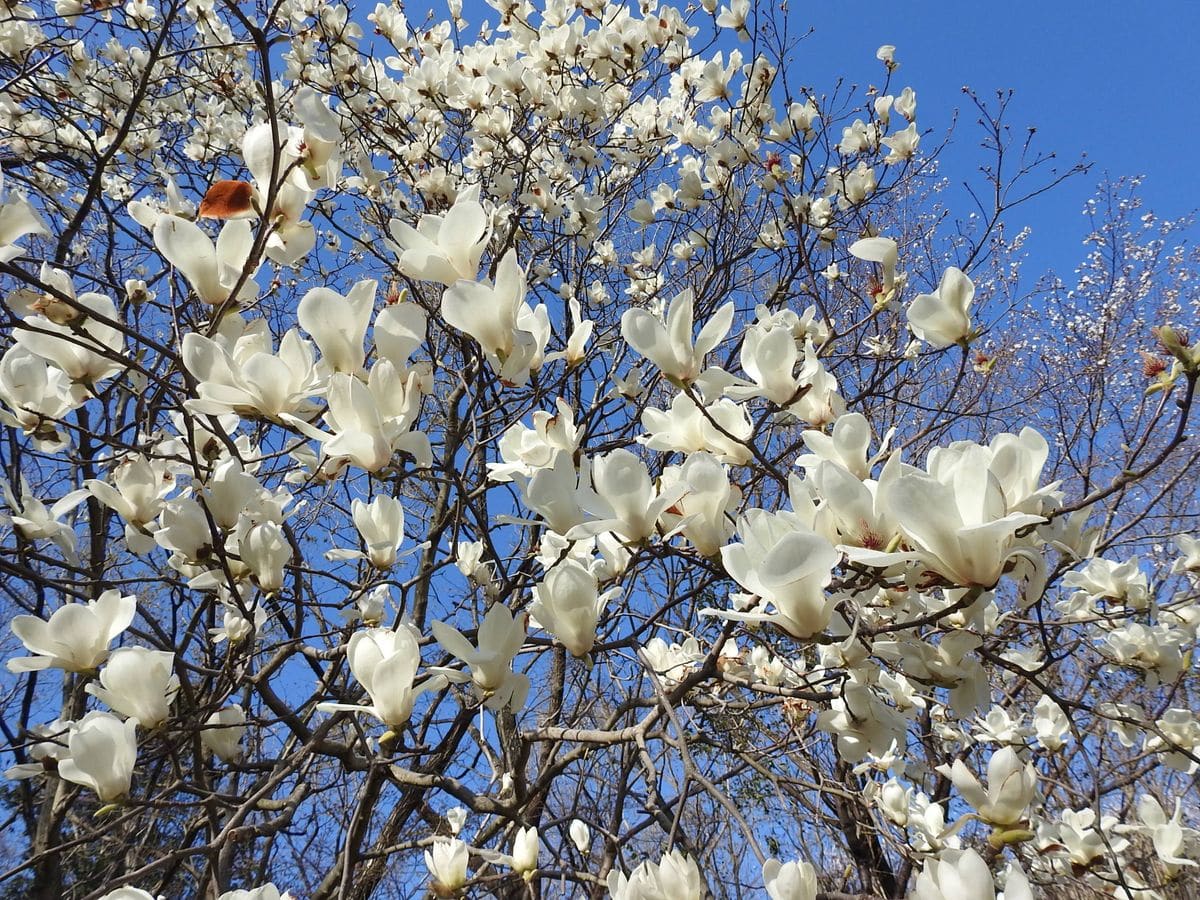 モクレンの写真 by あけマサ 公園裏のモクレンも満開になっていました。2018.3.30