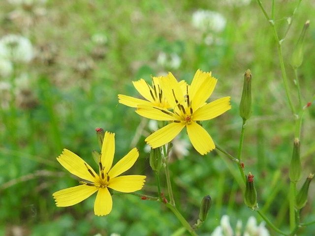 エミリア（ベニニガナ）の写真 by あけマサ 道端に咲く小さな黄色い花、ニガナ。  201