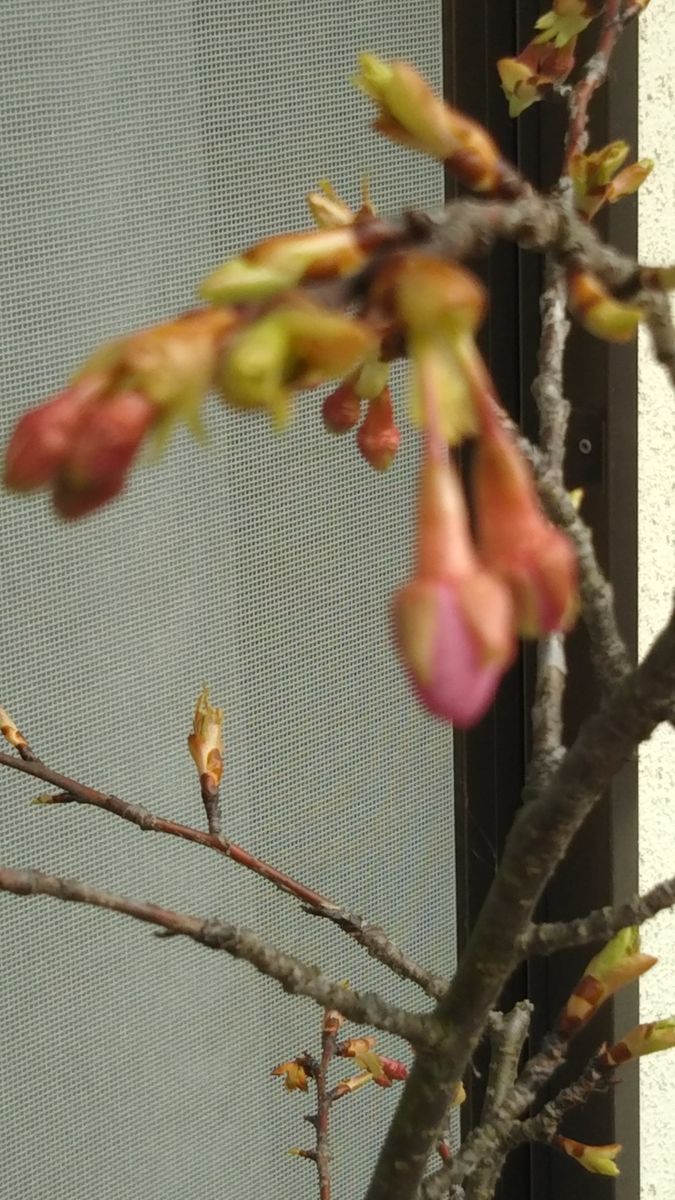 河津桜の蕾