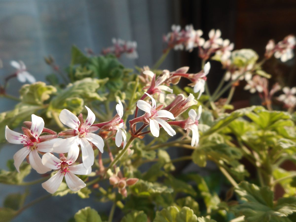 斑入りナツメグゼラニウムのお花が満開です♡