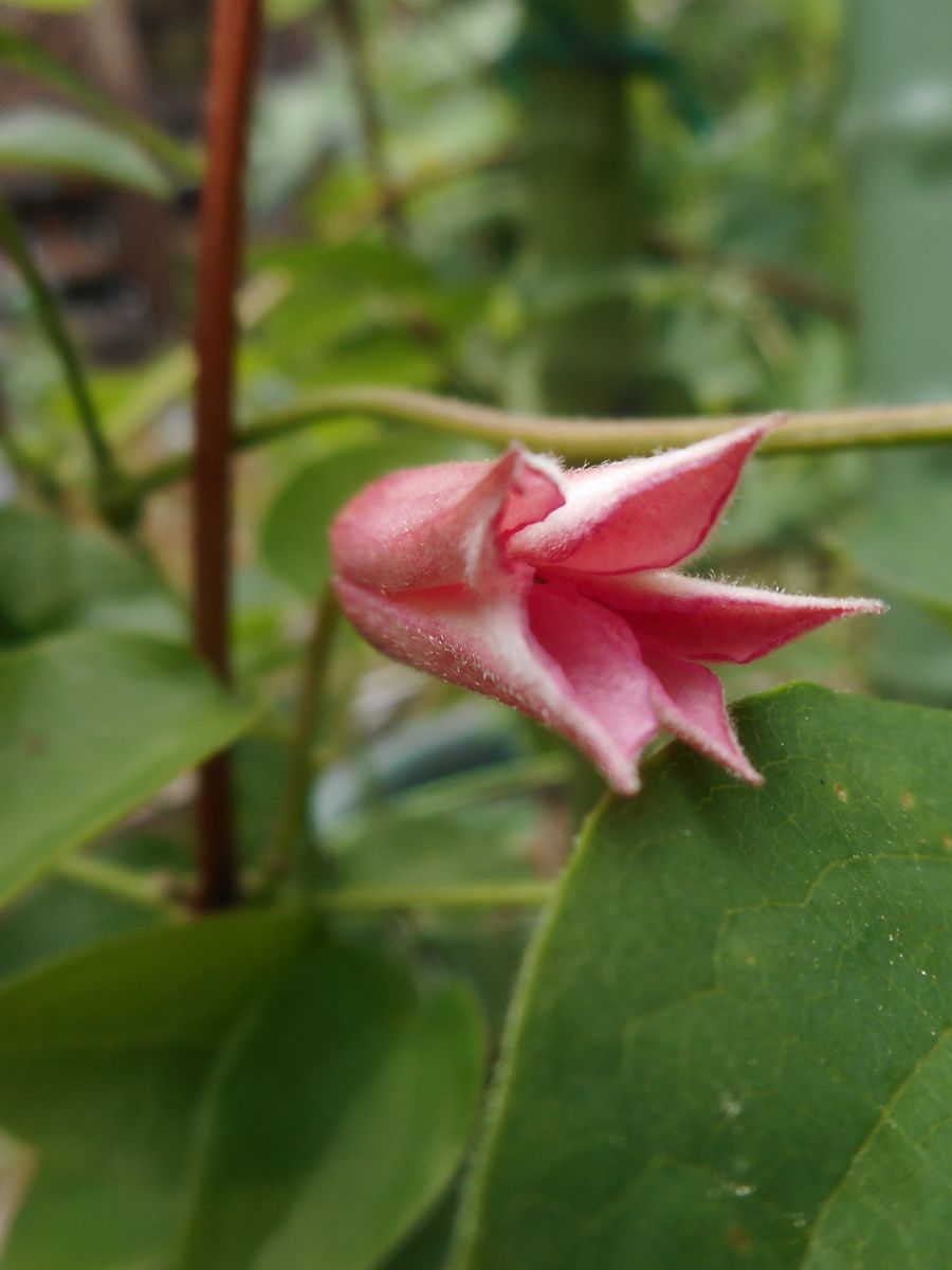 ダッチェスオブアルバニーが開花しました💓