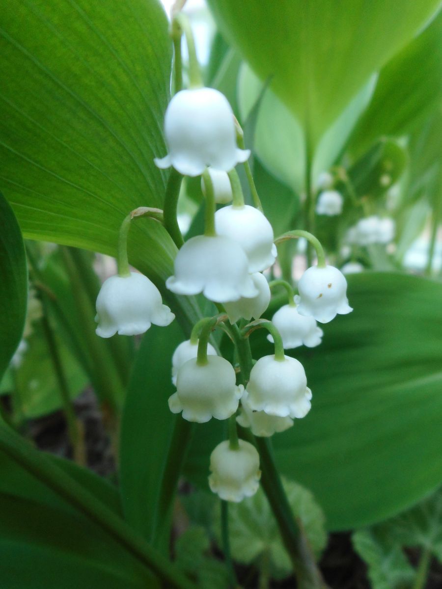 スズランの写真 by クール らんちゃん 庭に日本スズランが咲いていました🔔 お花は葉っ