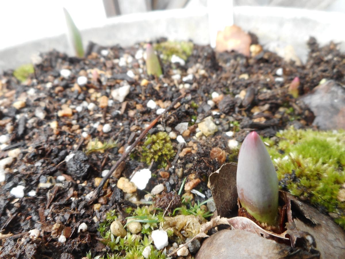 チューリップの芽もツンツン出てきました。 春までお花はお預けですよ～。