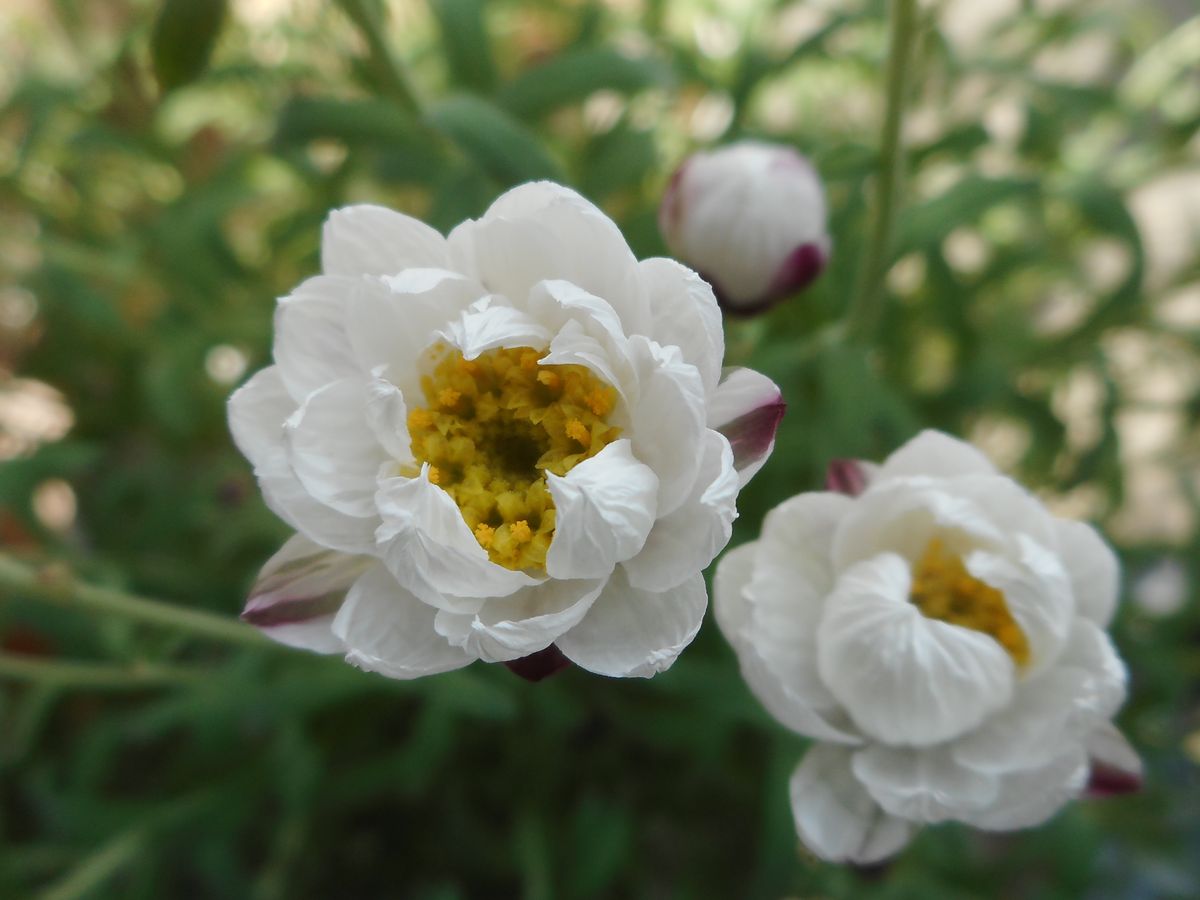 一足お先に～🎵 室内でハナカンザシのお花が咲いてます❁ 黄色い蕊が春らしいです。