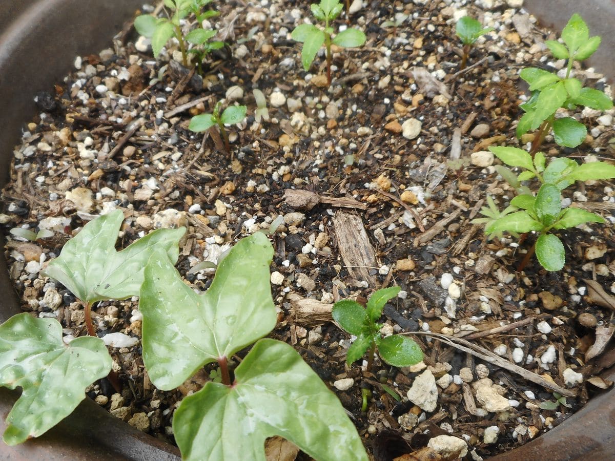 種蒔きした山椒🌱とこぼれ種の朝顔＾＾。