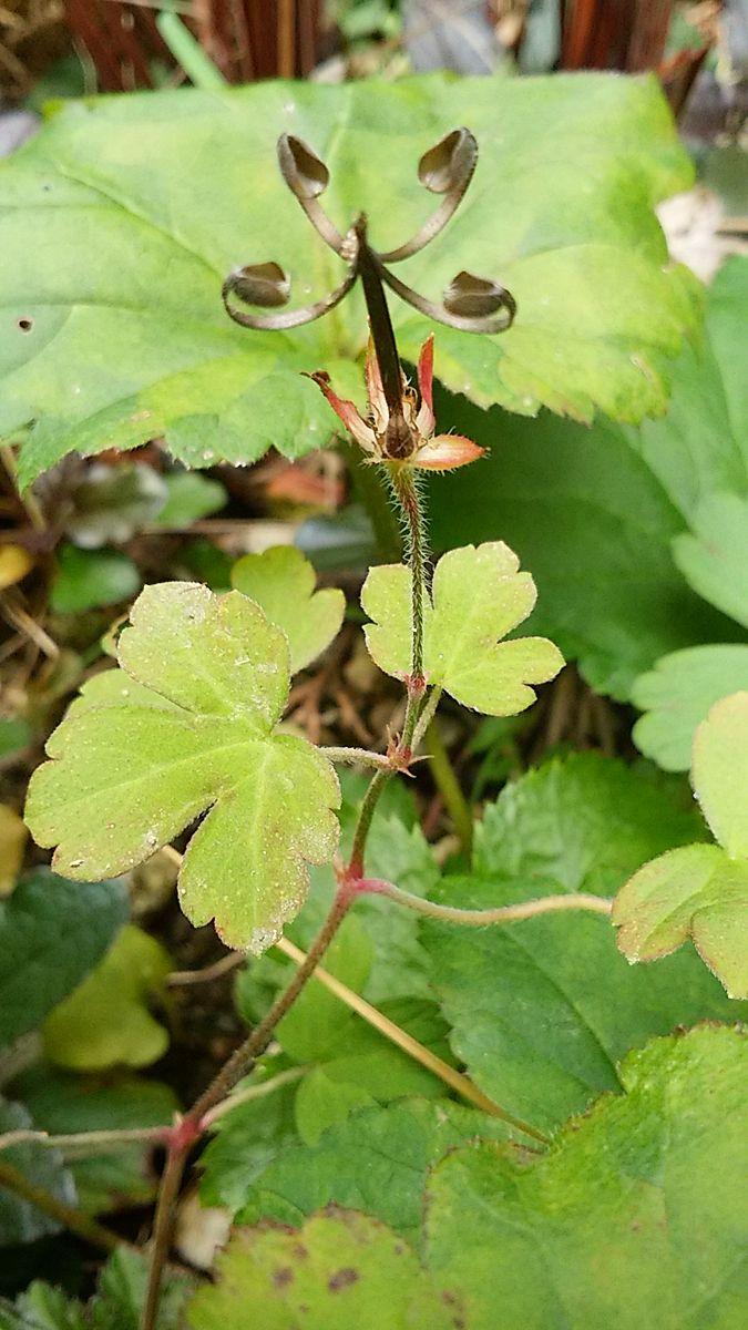 ゲンノショウコの花後｡ すでに発射して立派な神輿が出来ていました😅