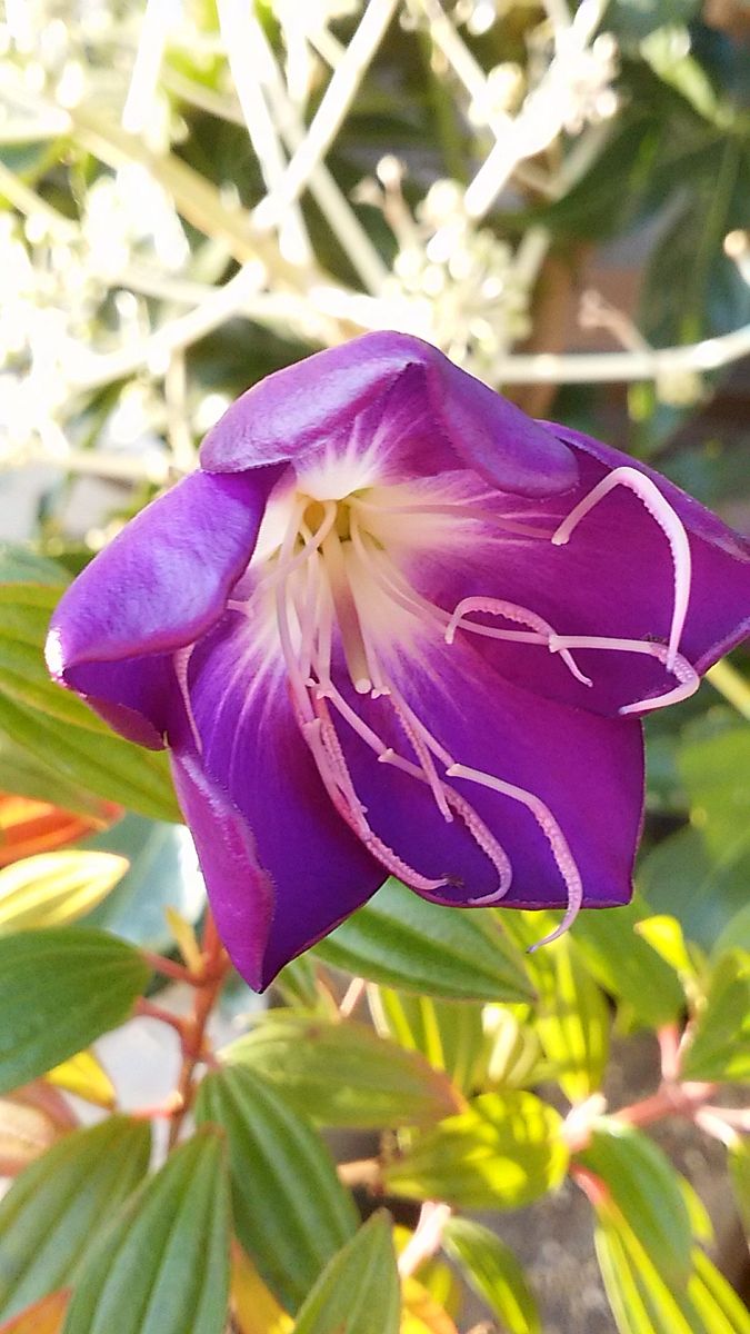 2個目のシコンノボタン💕 この花は蕊が凄そう❗