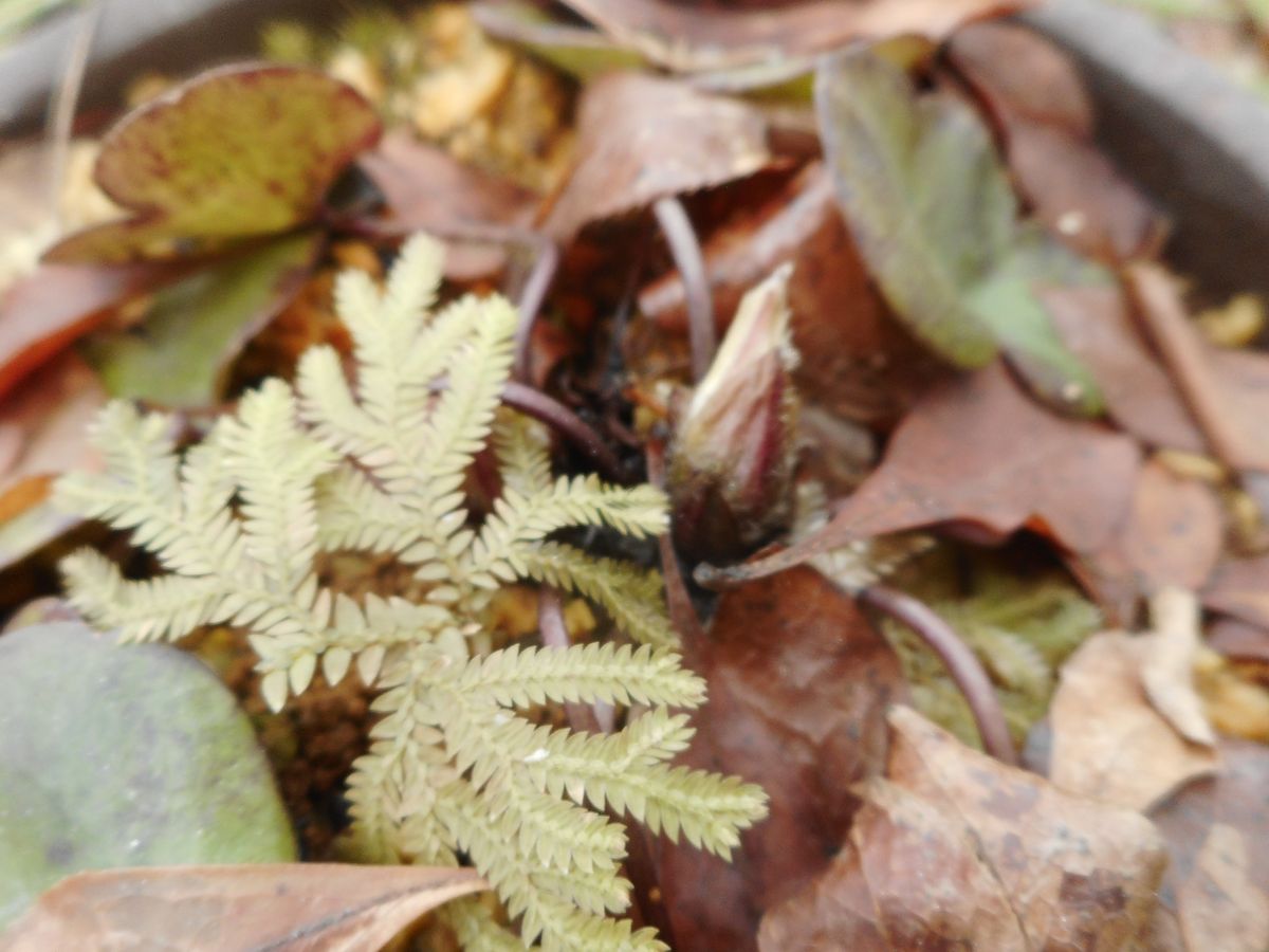 雪割草の花芽とクラマゴケ？ まだまだ春は先です。。。