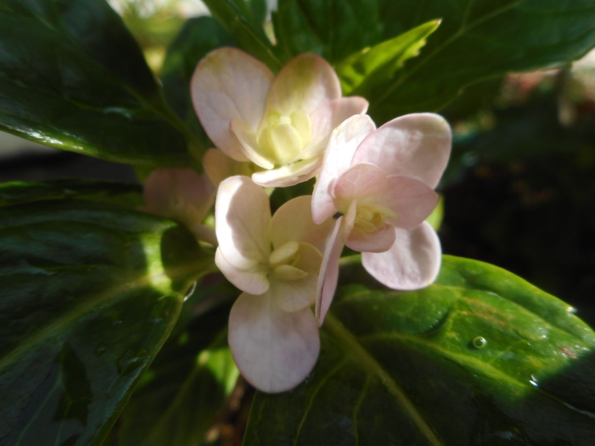 株分けした紫陽花・てまりてまりに小さなお花が咲いていました💕