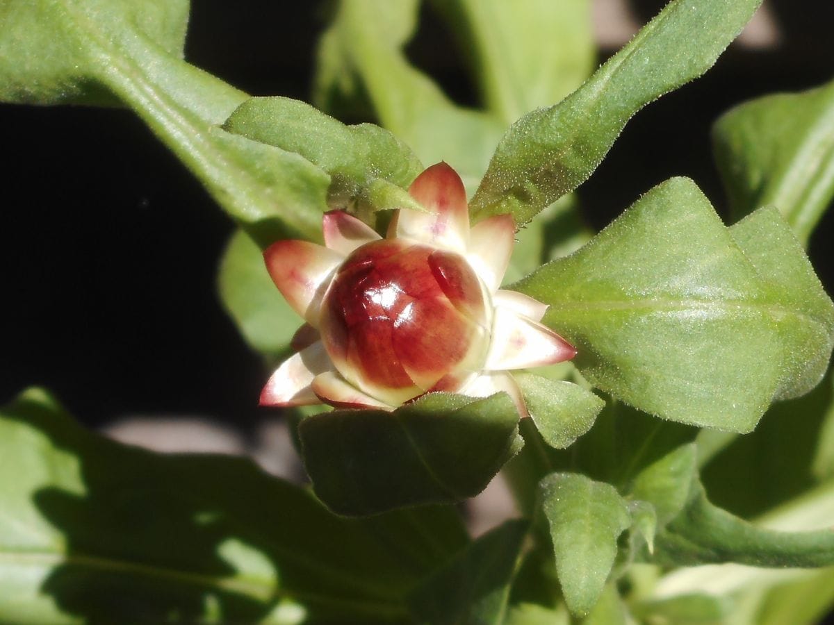 鉢植えの帝王貝細工に蕾が見えてきました🎵